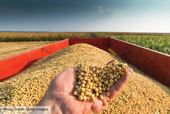 Increased demand to be used as feedstock for renewable fuels is pulling edible vegetable oils such as soybean oil from the food system. Credit: Getty images
